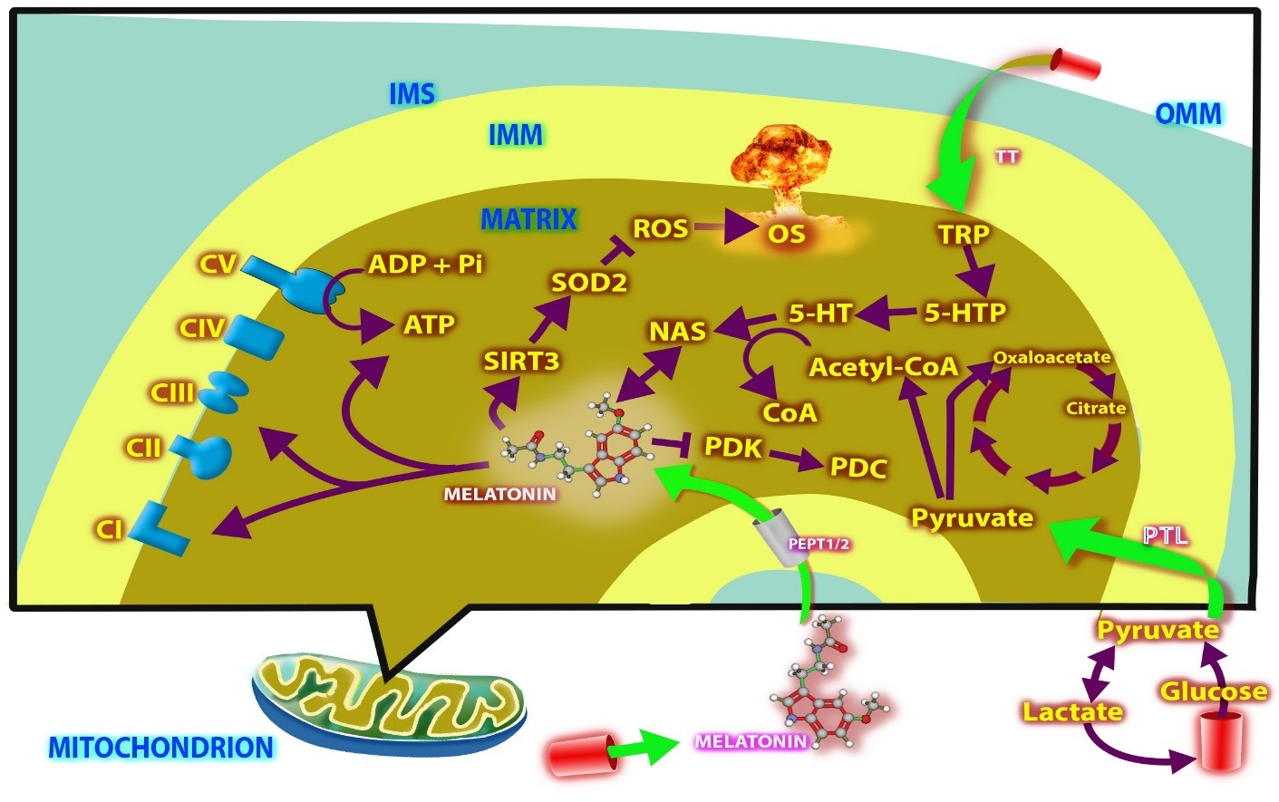 Normal cell mitochondria intrinsically synthesize melatonin.