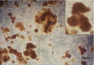 Characterization of mice primary pancreatic cells 