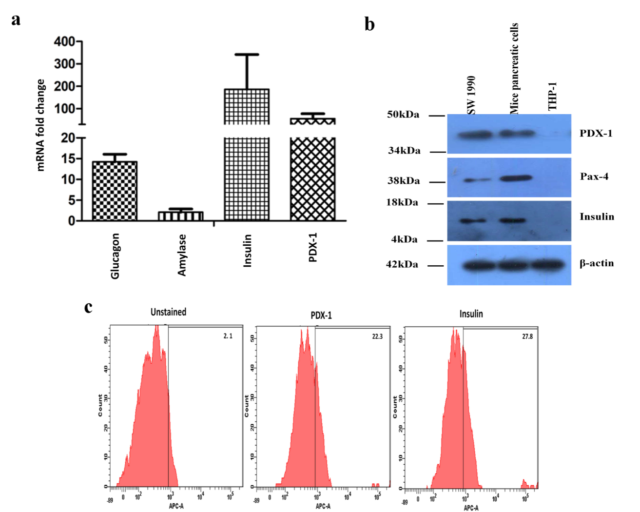 Characterization of mice primary pancreatic cells