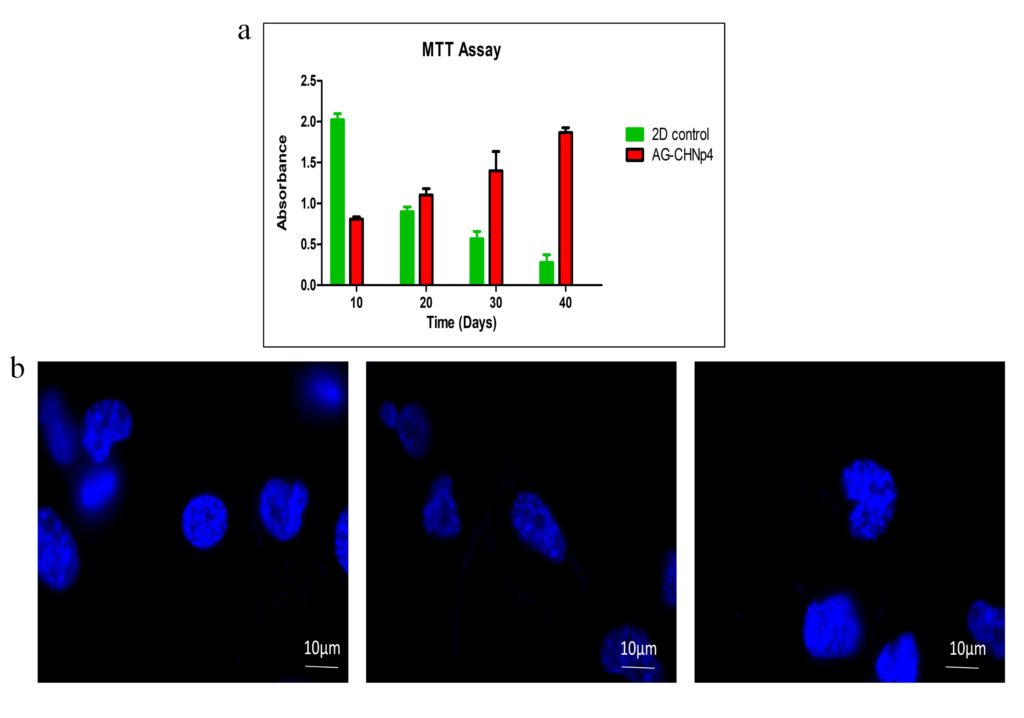 Cell viability and proliferation was studied with MTT assay