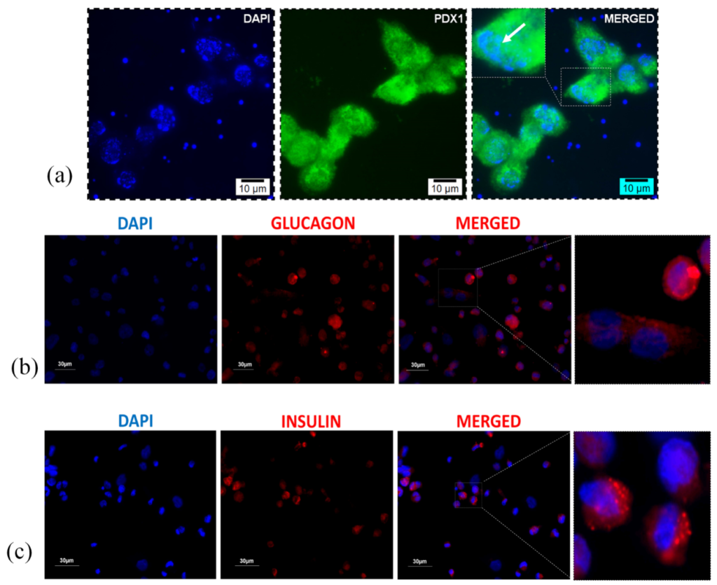 Microscopic analysis of mice pancreatic cells growing on AG-CHNp4 scaffold