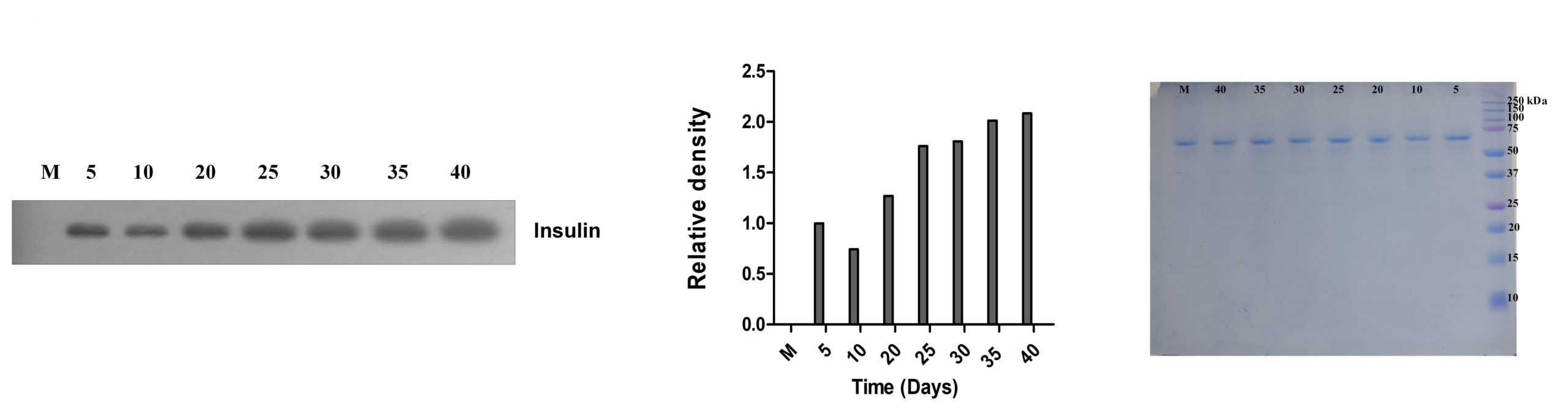 Qualitative analysis of insulin secretion