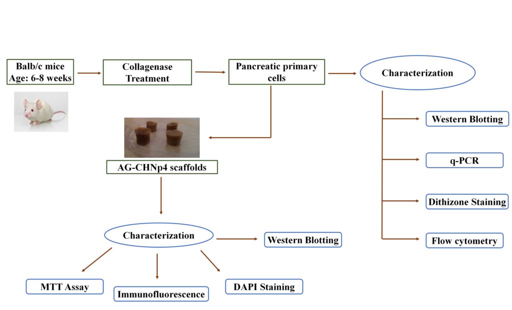 Schematic representation showing the application of AG-CHNp4 scaffolds for pancreatic tissue engineering