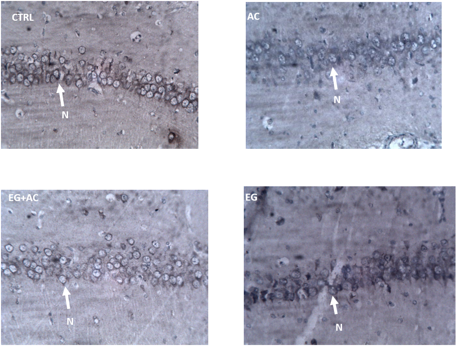 Figure 7: Effect of eugenol (EG) on the immunohistochemistry of the hippocampus