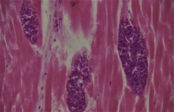 Figure 3: Higher magnification of three sarcocysts that basophilic bradyzoites are seen within the cysts (Hematoxylin and Eosin, × 40).