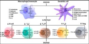 Figure 1: Schematic representation of vitamin D and its metabolites and action of 1,25-dihydroxyvitamin D on the innate and adaptive immune system [12].