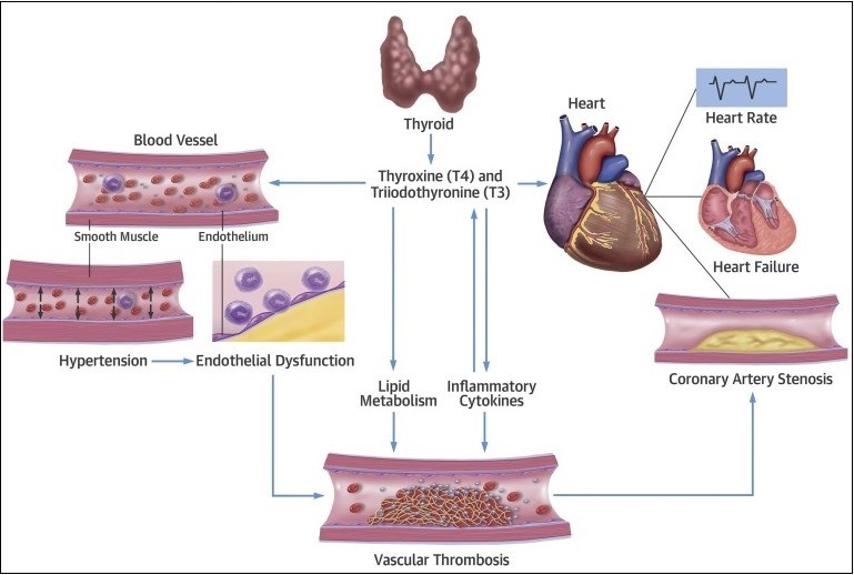 Figure 1: Interaction between thyroid hormones and cardiovascular system.