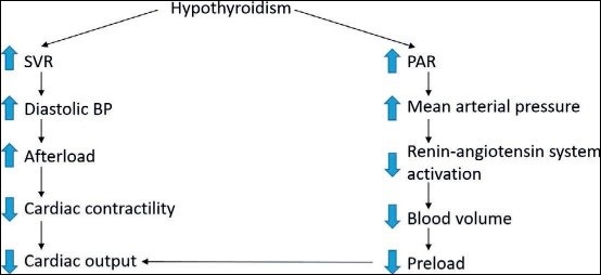 Figure 4: Hypothyroid and cardiac activity