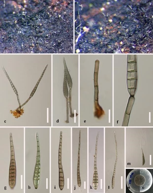 JSMM Hyphomycetes