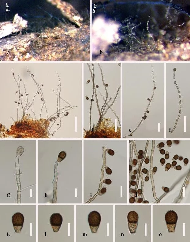 Hyphomycetes Figure 5