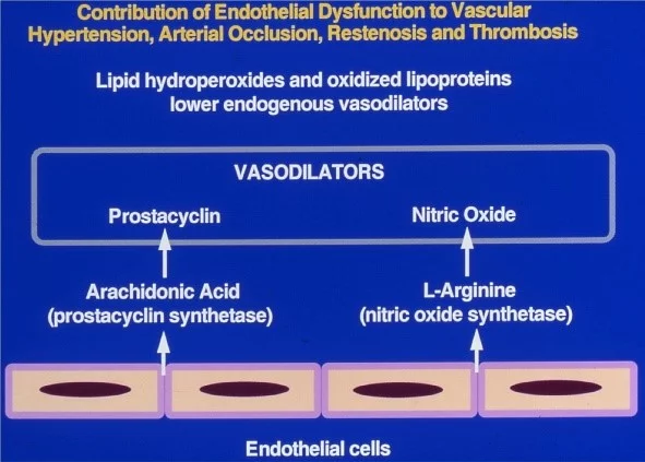 Contribution of endothelial dysfunction to altered hemodynamics 