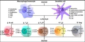 Figure 1: Schematic representation of vitamin D and its metabolites and action of 1,25-dihydroxyvitamin D on the innate and adaptive immune system [12].