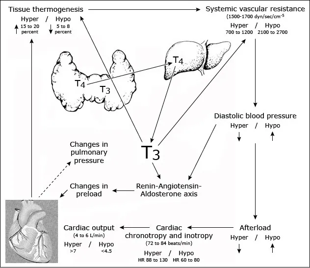 Figure 2: Cardiovascular changes in hypothyroidism